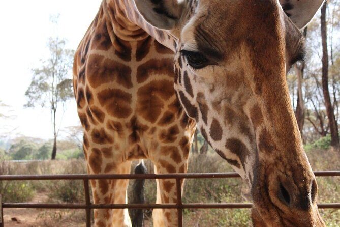 Day tour to Giraffe center and Karen Blixen Nairobi - The elephant nursery angle: a meaningful add-on, plus one fee detail