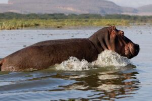 Day tour to Hells Gate, Lake Naivasha and Crescent Island Walk - Cycling Hell’s Gate National Park: Zebras, Giraffes, and Sun-Ready Arms