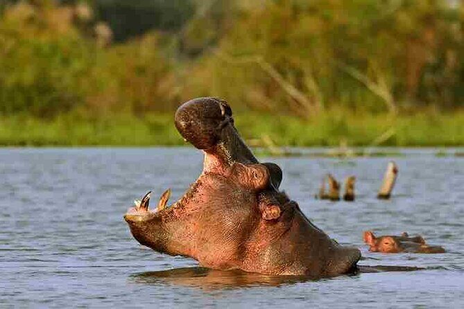 Day tour to Hells Gate, Lake Naivasha and Crescent Island Walk - Birdlife and Hippos on Lake Naivasha Boat Ride