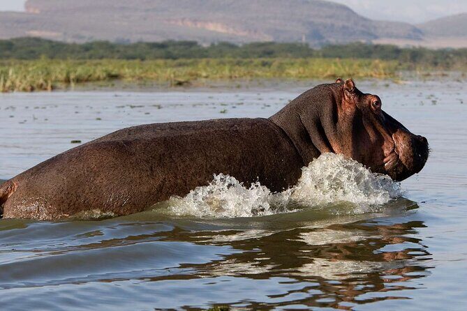 Day tour to Hells Gate, Lake Naivasha and Crescent Island Walk - Cycling Hell’s Gate National Park: Zebras, Giraffes, and Sun-Ready Arms