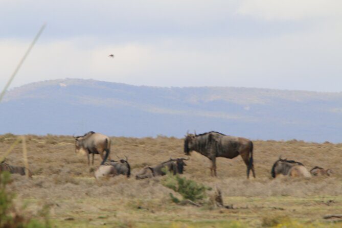 Day Tour To Hell's Gate National Park and Optional Boat Ride on Lake Naivasha. - Lake Naivasha boat ride: hippos and birds from the water (optional)