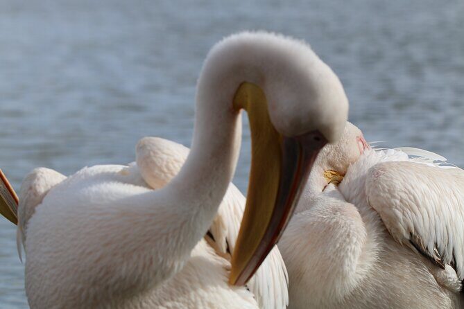 Day Tour To Hell's Gate National Park and Optional Boat Ride on Lake Naivasha. - Price and logistics: where the $65 really takes you
