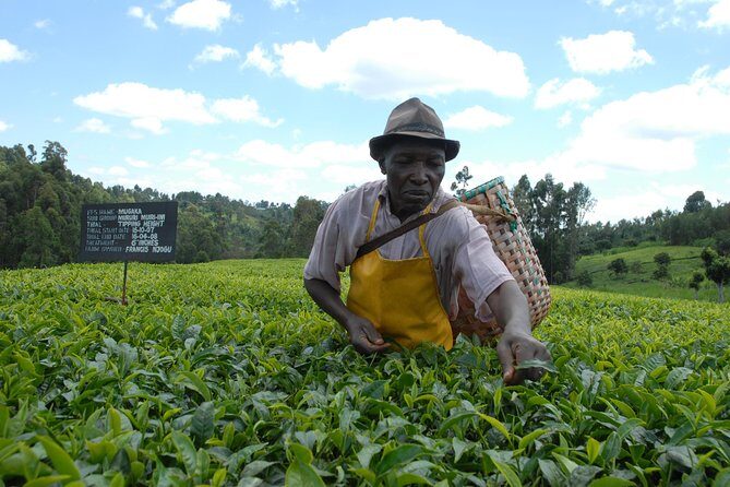 Day Tour To Kiambethu Tea Farm in Limuru - First Stop at Kiambethu Farm: Tea Fields, Coffee or Tea, and the Process