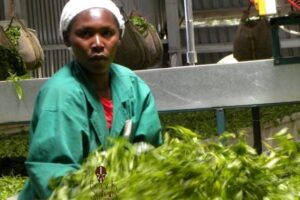 Day Tour To Kiambethu Tea Farm in Limuru - Walking the Indigenous Forest With a Local Guide