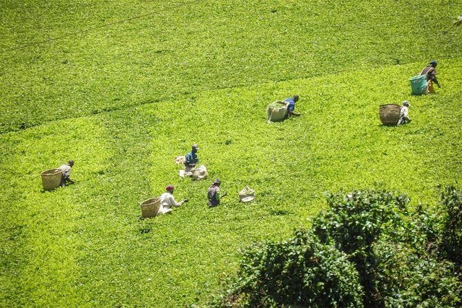 Day Tour To Kiambethu Tea Farm in Limuru - Who This Day Trip Suits Best