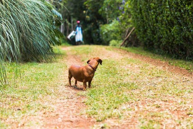 Day Tour To Kiambethu Tea Farm in Limuru - Tips to Get the Most From Your Visit
