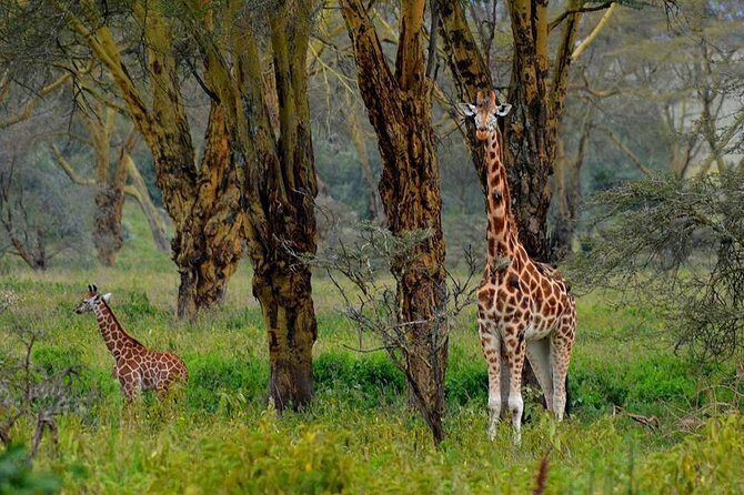 Day Tour To Lake Nakuru Park With Optional Boat Ride on Lake Naivasha - From 6:00am Pickup to the Rift Valley Viewpoint