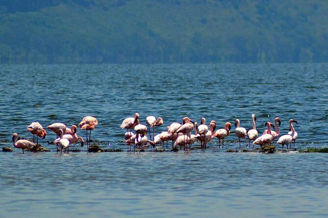 Day Tour To Lake Nakuru Park With Optional Boat Ride on Lake Naivasha - Lunch at Lake Nakuru Lodge or a Picnic in the Park