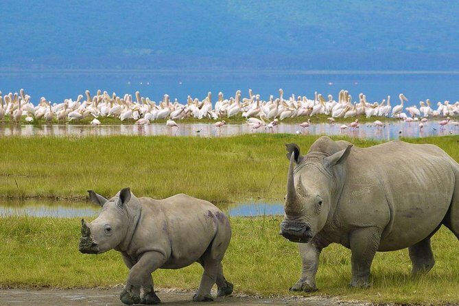 Day Tour To Lake Nakuru Park With Optional Boat Ride on Lake Naivasha - Lake Naivasha Boat Ride: Hippos and Eagle Feeding