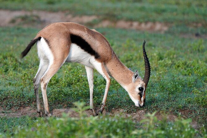 Day Tour To Lake Nakuru Park With Optional Boat Ride on Lake Naivasha - Entrance Fees and VISA Card Rules: Budget the Extras