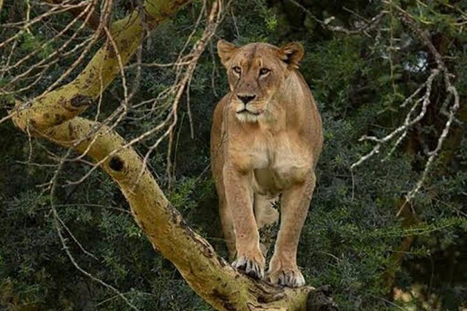 Day Tour To Lake Nakuru Park With Optional Boat Ride on Lake Naivasha - The Private Guide Factor: Comfort, Finding Wildlife, and Staying Flexible