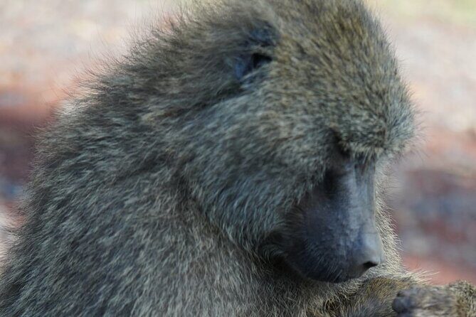 Day Tour To Lake Nakuru Park With Optional Boat Ride on Lake Naivasha - How the Day Fits Into a Nairobi Schedule