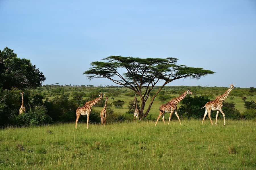 Day Tour to Maasai Mara & optional Maasai village visit - Nairobi to Maasai Mara: the early start that pays off