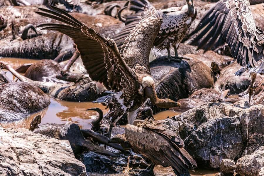 Day Tour to Maasai Mara & optional Maasai village visit - Game drives from Sekenani Gate toward the Mara River