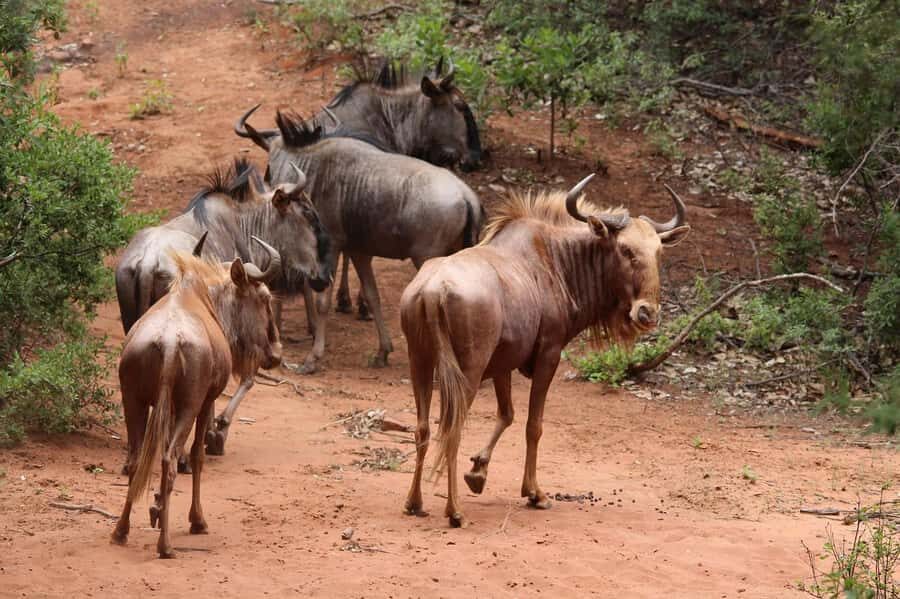 Day Tour to Maasai Mara & optional Maasai village visit - Packed picnic lunch under tree shade (plus the Keekorok Lodge option)