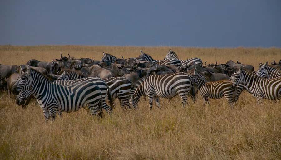 Day Tour to Maasai Mara & optional Maasai village visit - Optional Maasai village visit: what you’re actually paying for