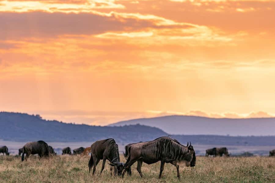Day Tour to Maasai Mara & optional Maasai village visit - Who this day tour suits best (and who should think twice)