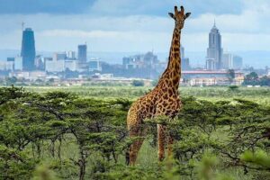 Day Tour to Nairobi National Park and Giraffe Center - The 6:30 am start and 5-hour game drive through the main gate