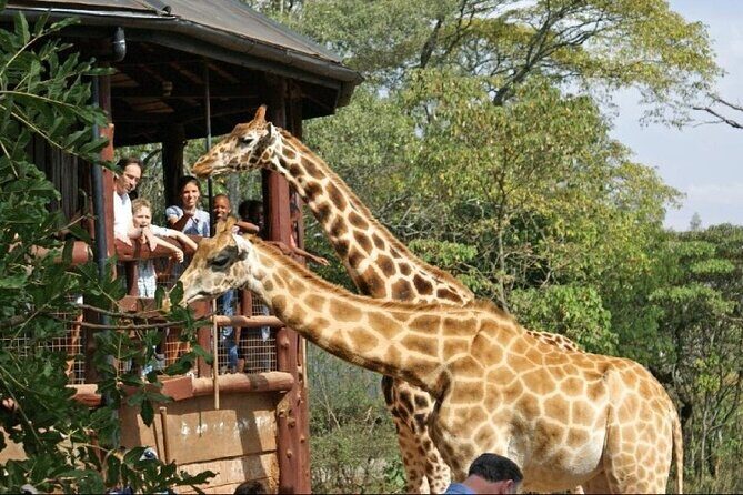 Day Tour to Nairobi National Park and Giraffe Center - Wildlife you can expect to hunt for: at least three Big Five targets