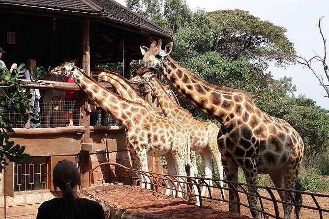 Day Tour to Nairobi National Park and Giraffe Center - Picking your guide well matters more than you think