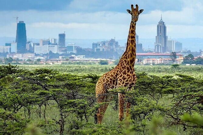 Day Tour to Nairobi National Park and Giraffe Center - The 6:30 am start and 5-hour game drive through the main gate