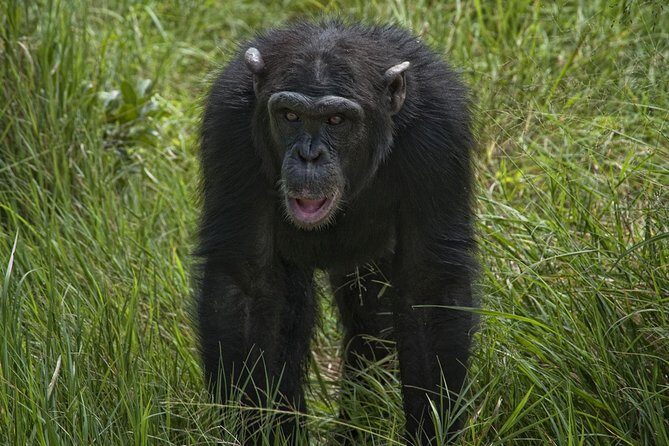 Day Tour to Ol Pejeta Conservancy - Price and Value: Is $383.12 Worth It?