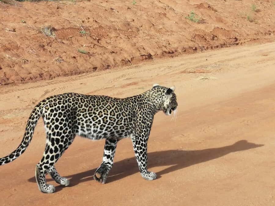DAY TOUR TO TSAVO EAST NATIONAL PARK FROM MOMBASA/DIANI - Key reasons this Tsavo East day tour stands out