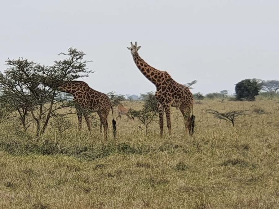DAY TOUR TO TSAVO EAST NATIONAL PARK FROM MOMBASA/DIANI - Tsavo East in One Day: What You’re Really Buying