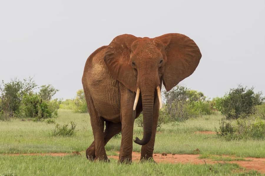 DAY TOUR TO TSAVO EAST NATIONAL PARK FROM MOMBASA/DIANI - Aruba Dam Wildlife Stop: Where the Park Gets Personal