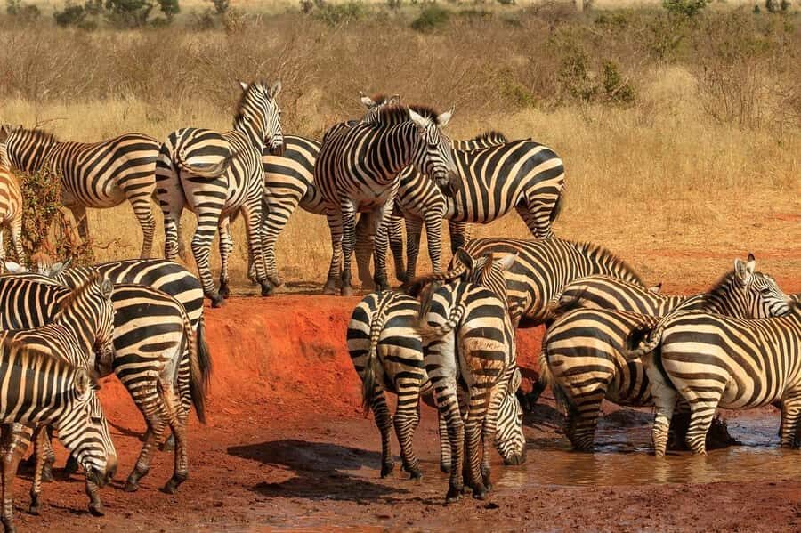 DAY TOUR TO TSAVO EAST NATIONAL PARK FROM MOMBASA/DIANI - Lunch Inside the Park: Real Break, With Wildlife Still Nearby