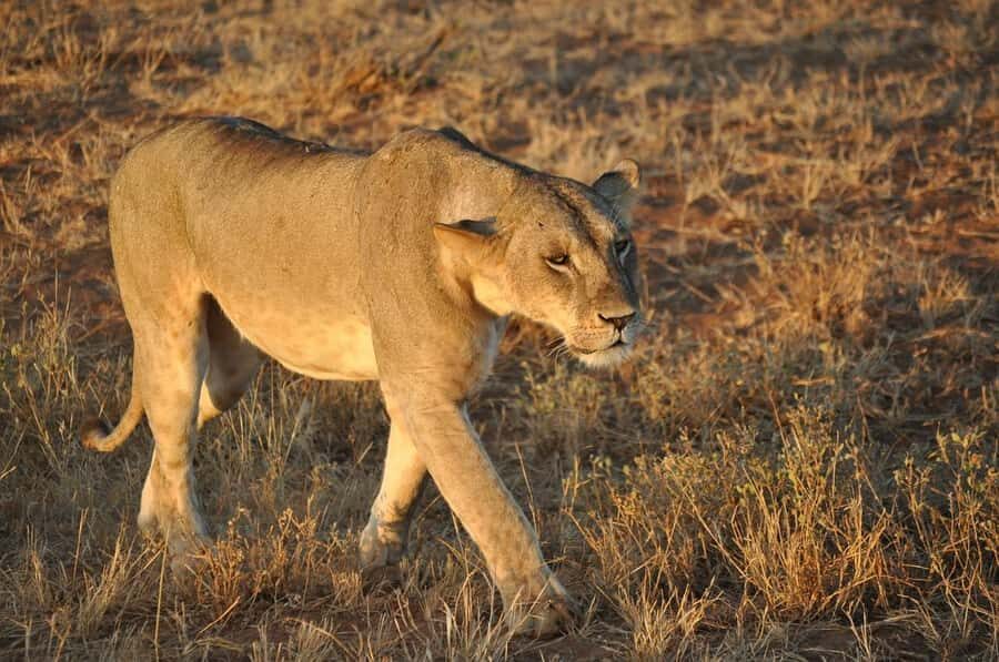 DAY TOUR TO TSAVO EAST NATIONAL PARK FROM MOMBASA/DIANI - Who This Tour Suits (and Who Might Want More Time)