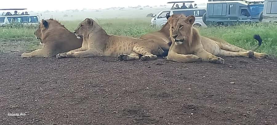 DAY TRIP AMBOSELI NATIONAL PARK FROM NAIROBI BUDGET SAFARI. - Key things to know before you go