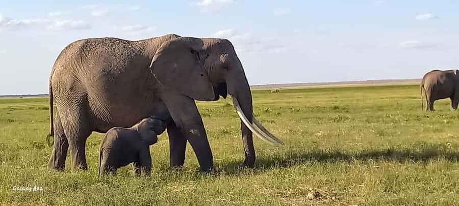 DAY TRIP AMBOSELI NATIONAL PARK FROM NAIROBI BUDGET SAFARI. - Nairobi to Amboseli: a long drive that’s still worth it