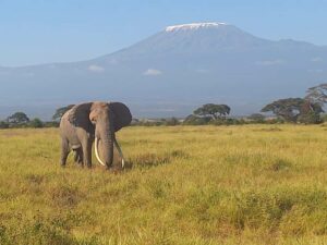 Day trip amboseli national park from nairobi budget safari. - Amboseli Game Drives: Elephants, Lions, and That Kilimanjaro Backdrop