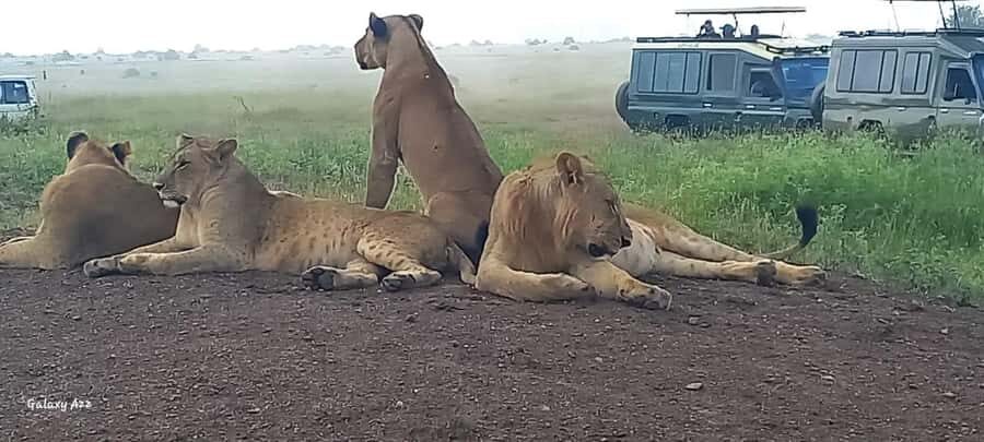 DAY TRIP AMBOSELI NATIONAL PARK FROM NAIROBI BUDGET SAFARI. - Mid-morning break: refreshments and a picnic-style lunch stop