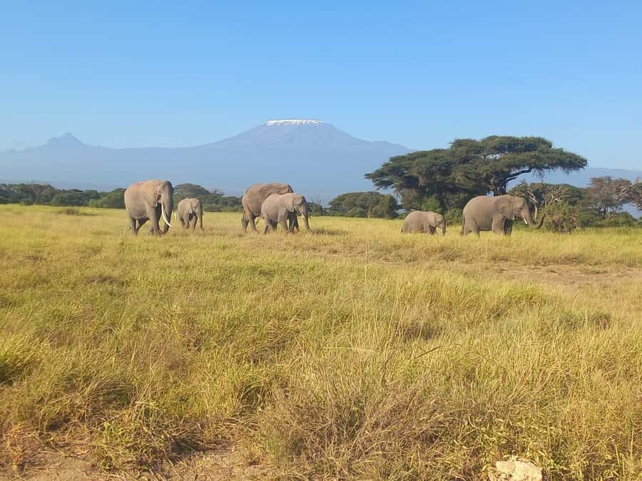 DAY TRIP AMBOSELI NATIONAL PARK FROM NAIROBI BUDGET SAFARI. - Final verdict: should you book this Amboseli budget safari?