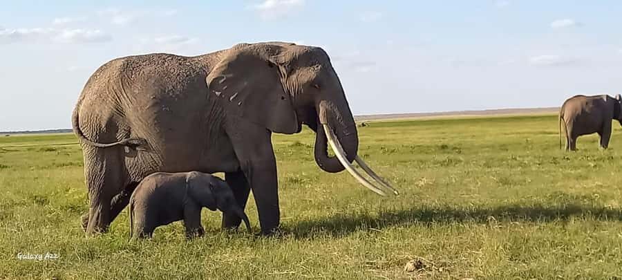 DAY TRIP AMBOSELI NATIONAL PARK FROM NAIROBI BUDGET SAFARI. - Game drive in Amboseli: elephants first, then everything else