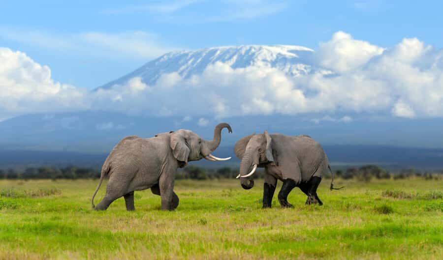 Day Trip: Amboseli National Park & Maasai Village – Nairobi - Why Amboseli from Nairobi Works in One Day