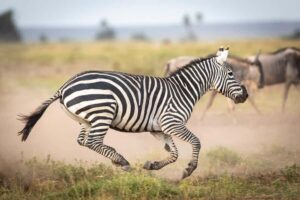 Day Trip: Amboseli National Park & Maasai Village – Nairobi - Game Drive Time: Pop-Up Roof Views and Elephant Herd Math