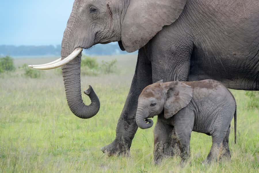 Day Trip: Amboseli National Park & Maasai Village – Nairobi - Lunch Between the Planes: What to Budget for