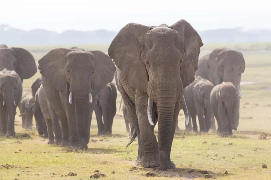 Day Trip: Amboseli National Park & Maasai Village – Nairobi - Who This Trip Fits Best