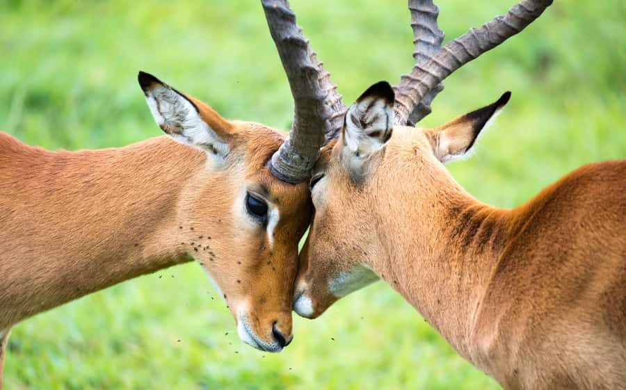 Day Trip: Amboseli National Park & Maasai Village – Nairobi - Should You Book This Amboseli and Maasai Day Trip?