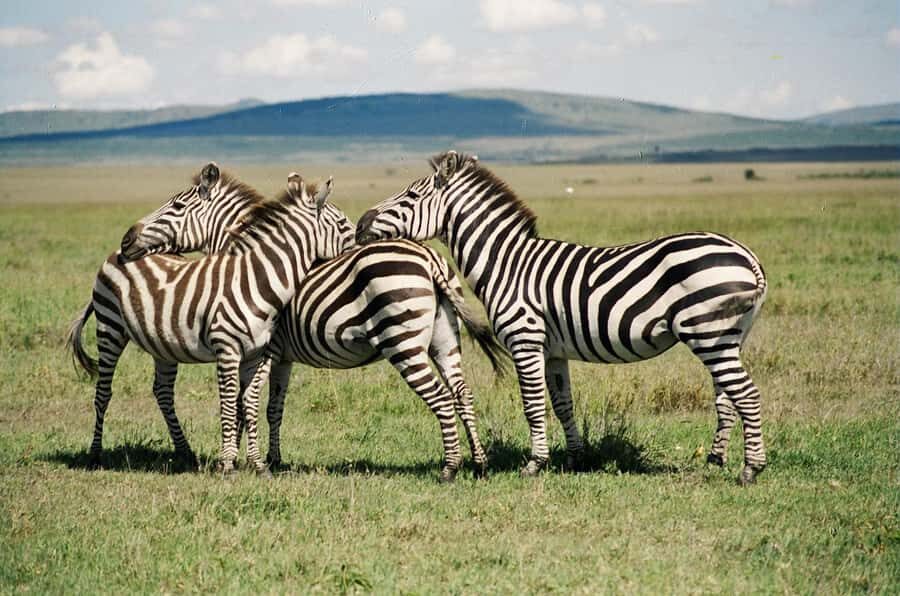 Day Trip: Hell's Gate Bike Ride & Lake Naivasha Boat Ride - Key moments I’d circle on your map