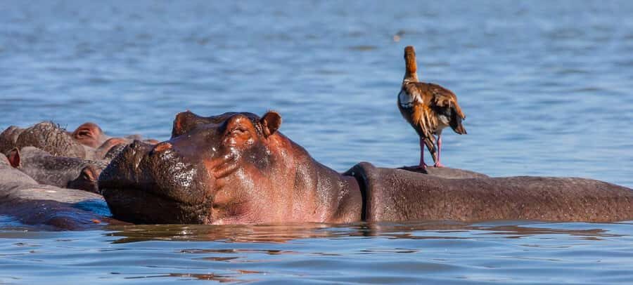 Day Trip: Hell's Gate Bike Ride & Lake Naivasha Boat Ride - Price and logistics: what $34 covers and what you’ll likely pay later