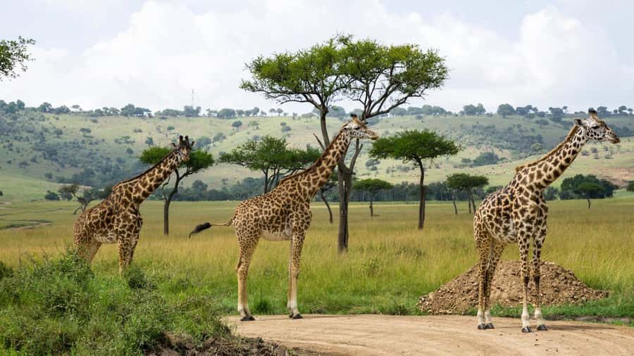 Day Trip: Hell's Gate Bike Ride & Lake Naivasha Boat Ride - Who should book this, and who might skip it