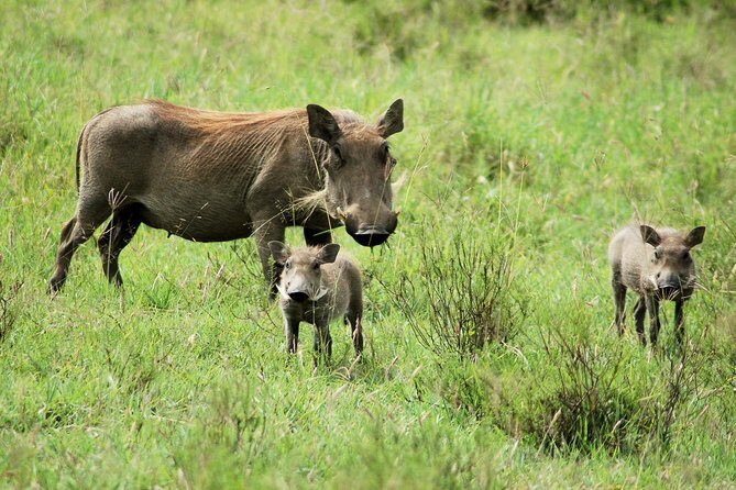 Day trip to Ol Pejeta conservancy from Nairobi - Ol Pejeta first game drive: chimps on the northern side