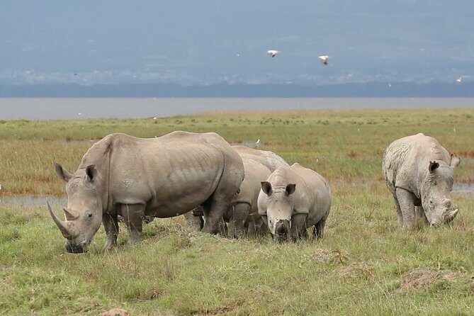 Day trip to Ol Pejeta conservancy from Nairobi - Sweetwaters Serena Camp (12 pm): watering hole viewing and monkey photography
