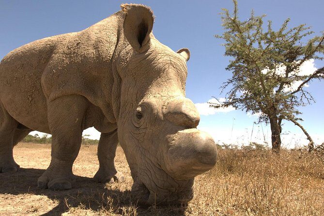 Day trip to Ol Pejeta conservancy from Nairobi - Who this tour is best for