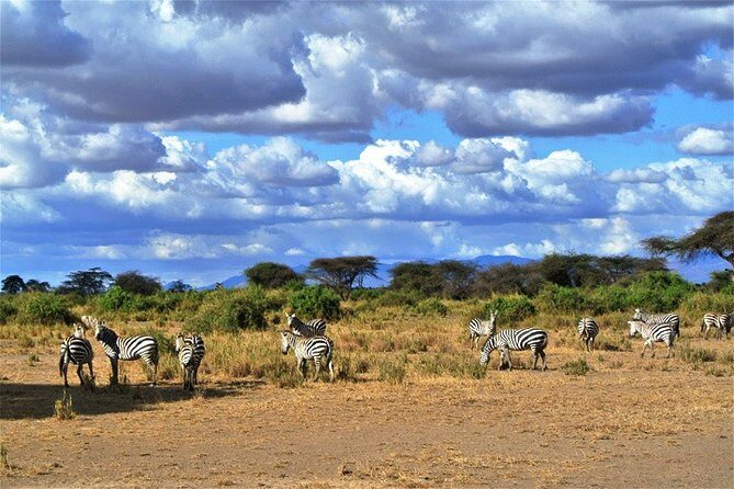 Day Trip - Tsavo East National Park ( Man Eater Lions of Tsavo & Other Big Five) - Getting out of Diani and Mombasa at 4:30am