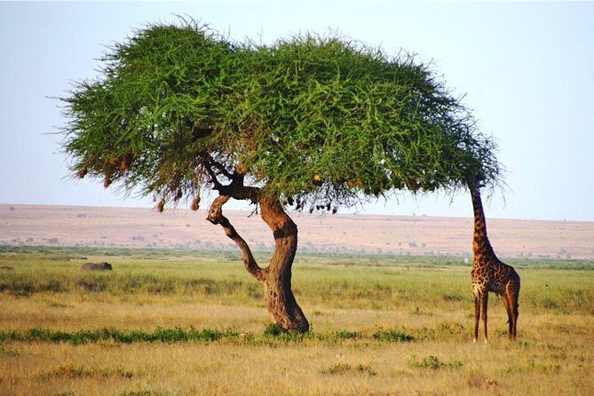 Day Trip - Tsavo East National Park ( Man Eater Lions of Tsavo & Other Big Five) - Morning game drive: where Tsavo’s habitat does the work